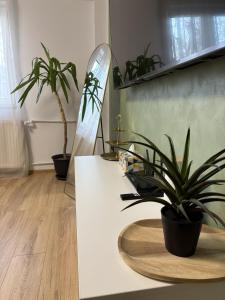 Olive House Bucharest