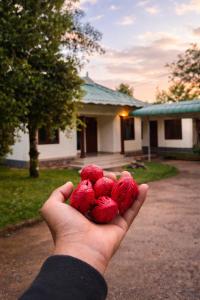LASplore munnar 3BHK villa