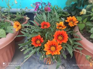 hIMALYA hOMESTAY BAGESHWAR