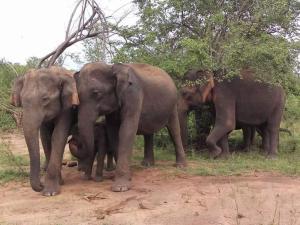 Brilliant Stay Udawalawe