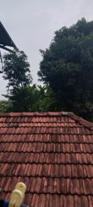House of birds