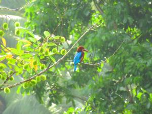 Green Palm Villa - Galle