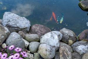 Casa Koi