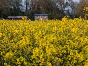 The Hedgerow Hut
