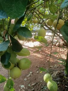 Ruvi"s Place