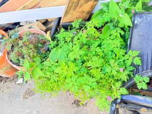 One bed Elizabeth line garden Escape -emphasize privacy and comfort