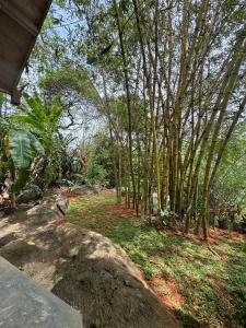 Jungle Lodge