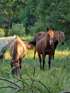 Wild Beauty house Skadar lake