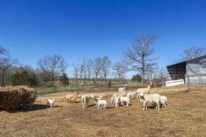 Ozark Mountain Launchpad! Cabin with Fishing On-Site