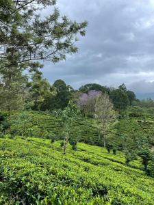 The View at Glenloch - Home Stay