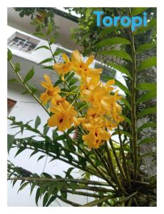 New Toropi Homestay