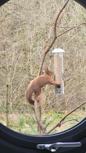 Squirrels Wood Lodge, nr Glencoe, dog friendly