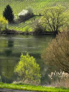 Ferienwohnung Merllorca 1 OG Moselblick Zell-Merl