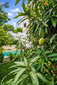 Luxury pool villa Mango House