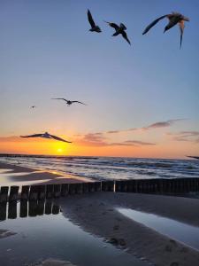 Apartament NATURAL 4 Gardenia Dziwnów z widokiem na morze EPapartamenty