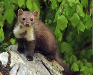 Lunas Mountain House - Jezersko