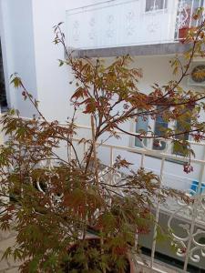 Bella Notte apartments - City Center with Terrace