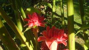 ACACIAS Cottages with Starlink Wifi