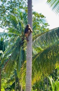 Secret Palm