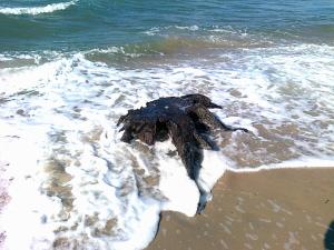 Ferienwohnungen Hohen Niendorf bei Kühlungsborn