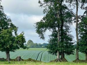 Le Vert dOrezza