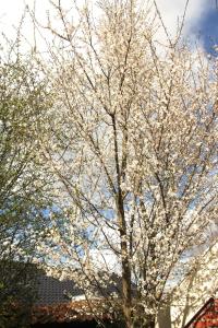 Retraitehuisje Westerwolde