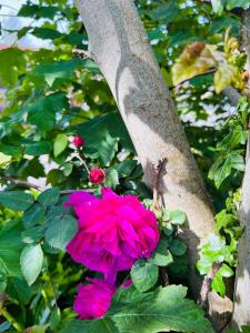Maison vintage au cœur de la Baie de Somme