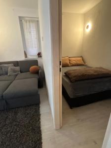Boutique suite 01 Pets