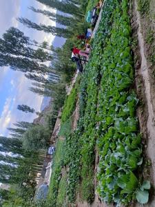 Chamspal zotpa home stay