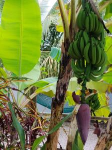 POLE-INN VILLA Nungwi Zanzibar