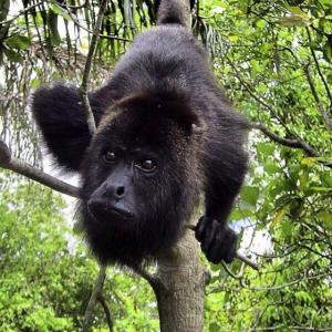 The Howler Jungle House and Cabanas