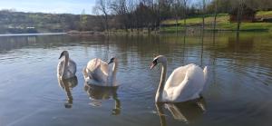 VIVA LA VIDA Lake house