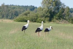 Large, comfortable holiday home with a garden