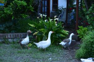 Alojamiento Rural Casa Quinta Peumayen