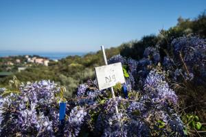 La Mansarda degli Ulivi