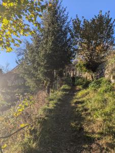 Typical and lovely house in a forest