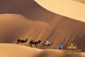 Sahara Safari Luxury Camp & Activities