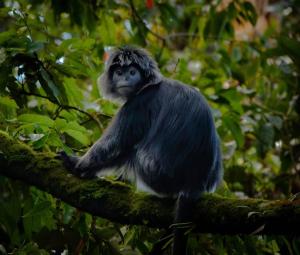 Rinjani Vibe Bungalows