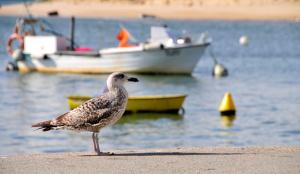 Casa Vilamoura Luxe Luxury 9Br Retreat Walk To Marina Vilamoura