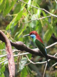 Sumatra Happy Track Tour Guest House & Jungle Trekking