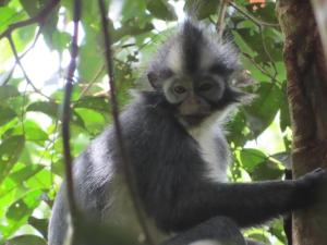 Sumatra Happy Track Tour Guest House & Jungle Trekking