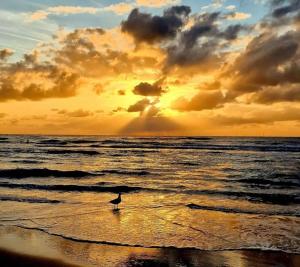 Little Magic Zandvoort
