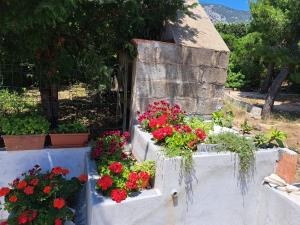 Domus de sole