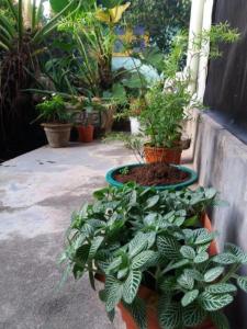 Mazz Homestay