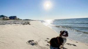 The Ona - Gulf Shores Walk to Beach, Heated Pool, Pets OK