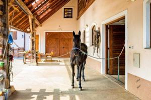 APARTMENT ZYNGA-Stud Farm