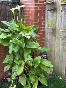 APARTAMENTO con Jardín en Bádames