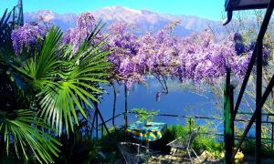 Il Glicine sul Lago