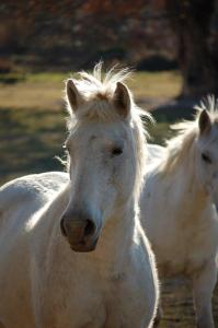 GITE LA GRUPI in Camargue
