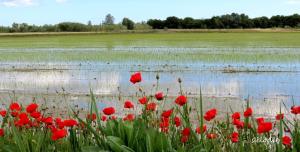 LE PANTAÏ GITE IN CAMARGUe